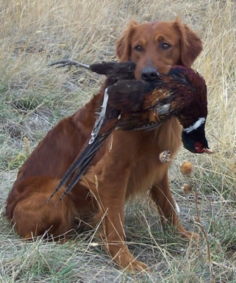 Hunting golden retriever sales breeders